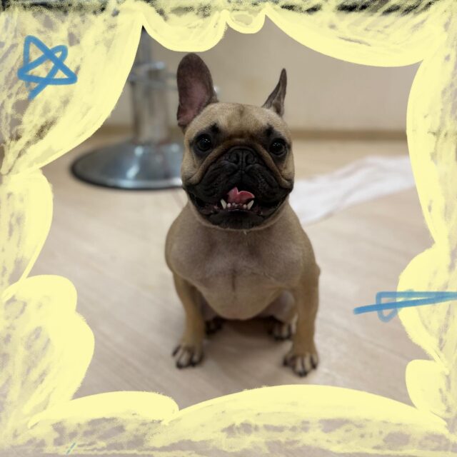 いつも楽しそうに来てくれるテンくん😊
今回も元気いっぱいで可愛かったです💓

いつもありがとうございます🙇🏻‍♀️✨
また来月もお待ちしております🫶🏻
 #ペッツビレッジ大垣店  #トリミングサロン #フレンチブルドック