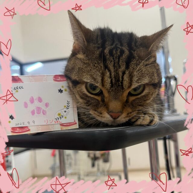 とってもお利口さんなリンちゃん☺️
なにをしてもされるがままで肉球スタンプ中も身を委ねてくれていました🥰
お風呂中はとても気持ちよさうでした🛀🫧
いつもありがとうございます🙇🏻‍♀️✨
また来月もお待ちしております💓
#ペッツビレッジ大垣店  #トリミングサロン #肉球スタンプ
