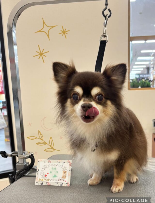 モカくん🍀可愛い肉球スタンプが出来上がりました🐾
ハーブパック中のお茶犬モカくん🍃頭がまん丸で可愛い🥰
シャンプー剤はファーメイクシャンプーのスムースを使用し、ツヤサラに仕上がりました✨

いつもありがとうございます😊

#アピタ大垣
#アクアウォーク大垣 
#ハーブパック
#ファーメイクシャンプー 
#チワワ