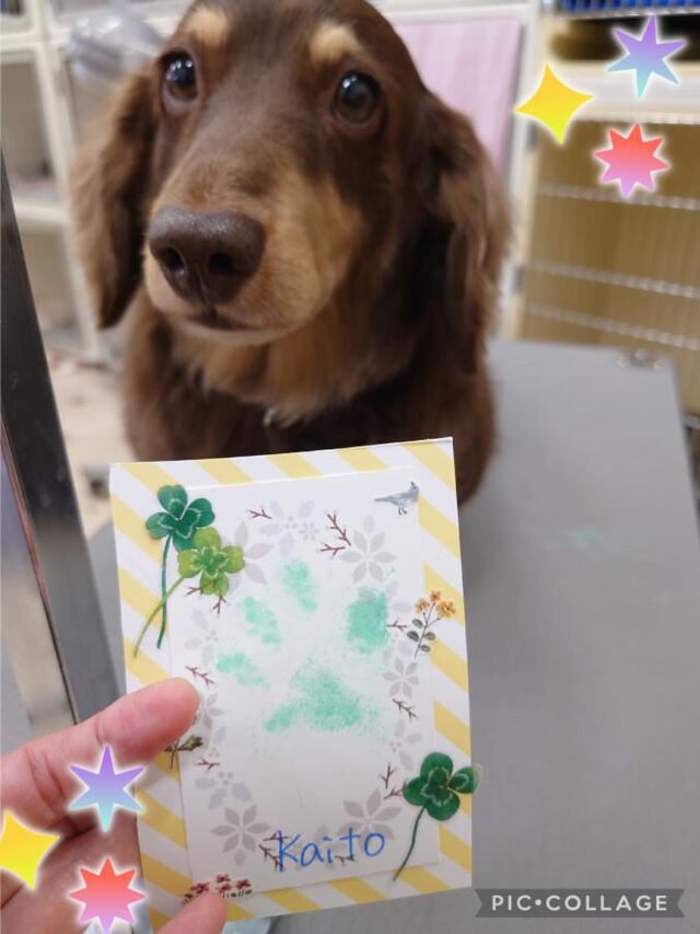 カイト君です✨いつも笑顔で来てくれます☺️ハーブパックコースでふわふわになりました😊肉球スタンプ🐾も可愛いく出来ました☺️

いつもありがとうございます😊
また次回もお持ちしております✨

 #ペッツビレッジ大垣店
 #アクアウォーク大垣店
 #足型スタンプ