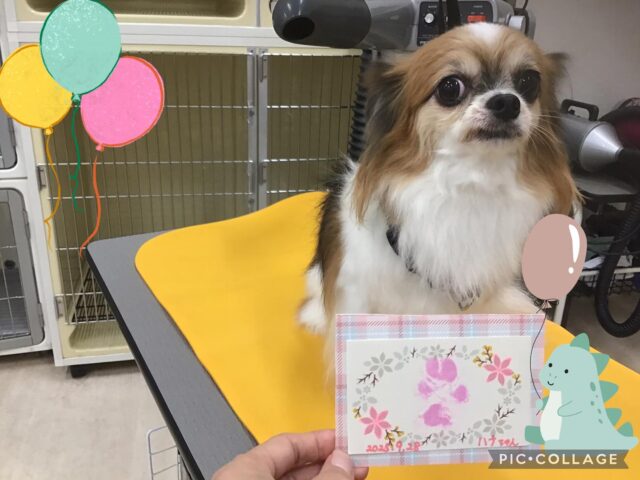 ハナちゃんです✨ハーブパックコースでふわふわになりました😊肉球スタンプ🐾も可愛いく出来ました☺️

いつもありがとうございます😊
また次回もお持ちしております✨

 #ペッツビレッジ大垣店
 #アクアウォーク大垣店
 #足型スタンプ