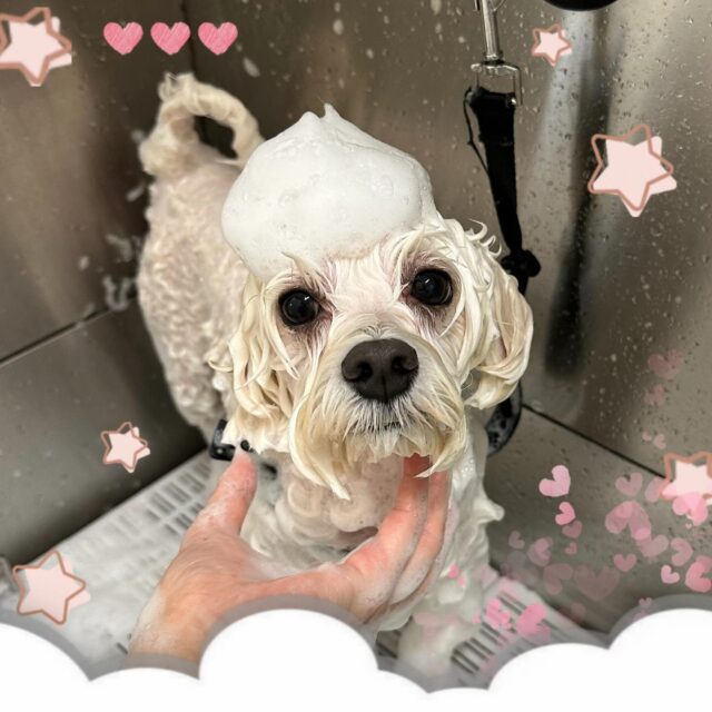 🐶
🫧ポムくん🫧

まん丸キラキラな目が可愛かったのでシャンプー中に📷✨
いつも元気いっぱいのポムくん😆
トリミング中もたくさんおしゃべり してくれました🤭
おしゃべり中は大きな口を開けて、顔が傾いちゃうポムくん可愛かったです︎💕︎︎

来月もお待ちしております🎶

 #ペッツビレッジ大垣店 
 #ペッツビレッジ 
 #トリミングサロン 
 #ミックス犬