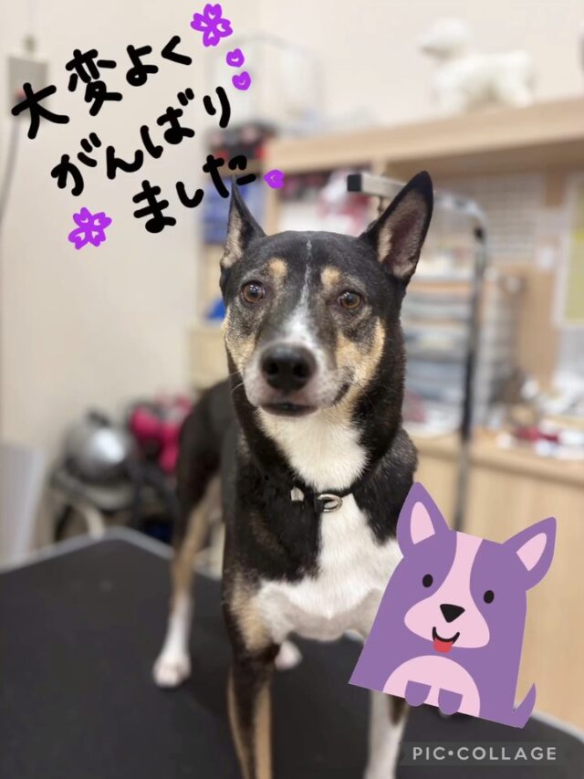 ハルくん🐶

本日初めてご来店されました✨
初めてでしたがとっても頑張ってくれました🎶
ハルくんの笑顔が可愛かったです🥰

またのご来店をお待ちしております！

#ペッツビレッジ大垣店 #犬 #トリミング