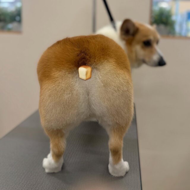 ．．．

ラテくん🍞

懐っこくて元気いっぱいのラテくん😊
食パンみたいなお尻がとってもかわいい🩷

ありがとうございました😊

来月もお待ちしております♪

#ペッツビレッジ大垣店 
#ペッツビレッジ 
#トリミングサロン 
#ウェルッシュコーギー