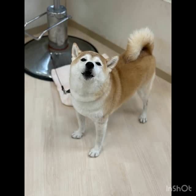 ．．．

レンくん🍀

素敵な笑顔です😄

ありがとうございました😊

また次回もお待ちしております♪

#ペッツビレッジ大垣店 
#ペッツビレッジ 
#柴犬 
#トリミングサロン