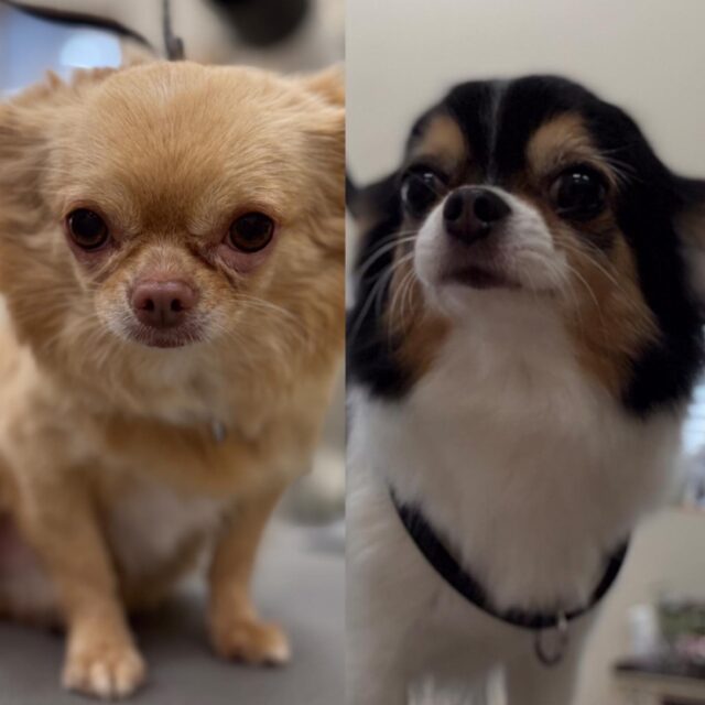 .....

さくらちゃん🌸
きなこちゃん🍀

ハーブ泡シャンプーで虫除け対策でお散歩もバッチリ👌

いつもありがとうございます😊

次回もお待ちしております😌

#ペッツビレッジ 
#ペッツビレッジ大垣店 
#トリミングサロン 
#チワワ