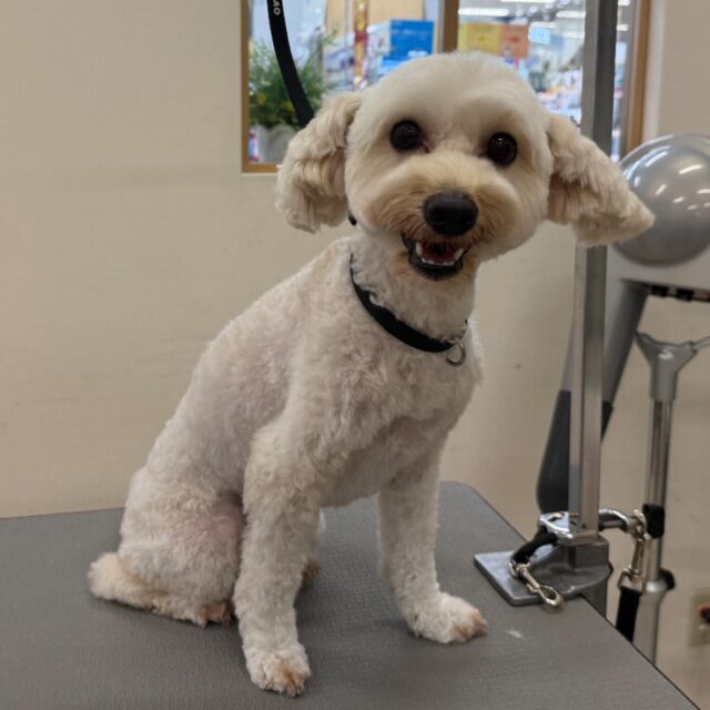 ……

ポチくん🌟

人が大好きで元気いっぱいでした😆

いつもありがとうございます😊

次回もお待ちしております😄

#ミックス犬 
#ペッツビレッジ 
#ペッツビレッジ大垣店 
#トリミングサロン