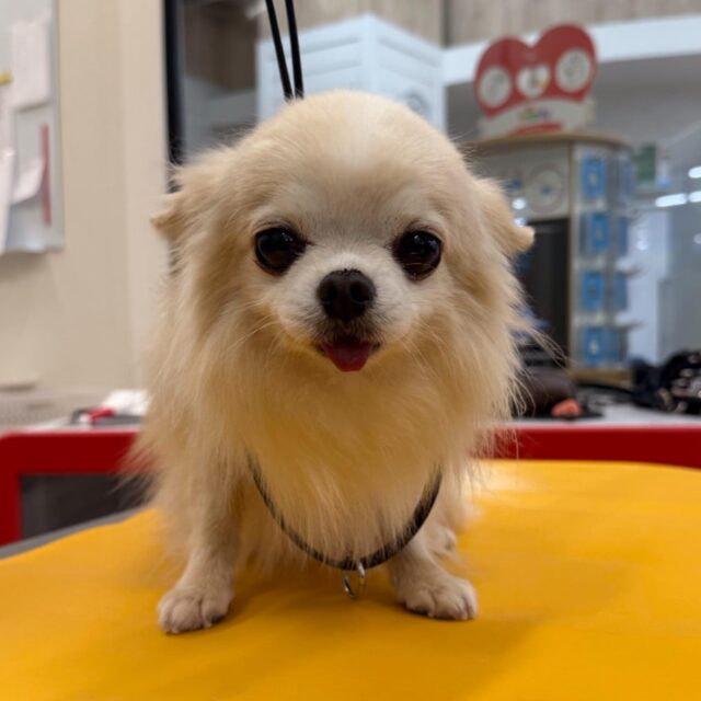 ……

ユルくん🍀

ずっとしっぽ振っていてとても可愛かったです😍

いつもありがとうございます😊

次回もお待ちしております♪

#ペッツビレッジ 
#ペッツビレッジ大垣店 
#チワワ 
#トリミングサロン