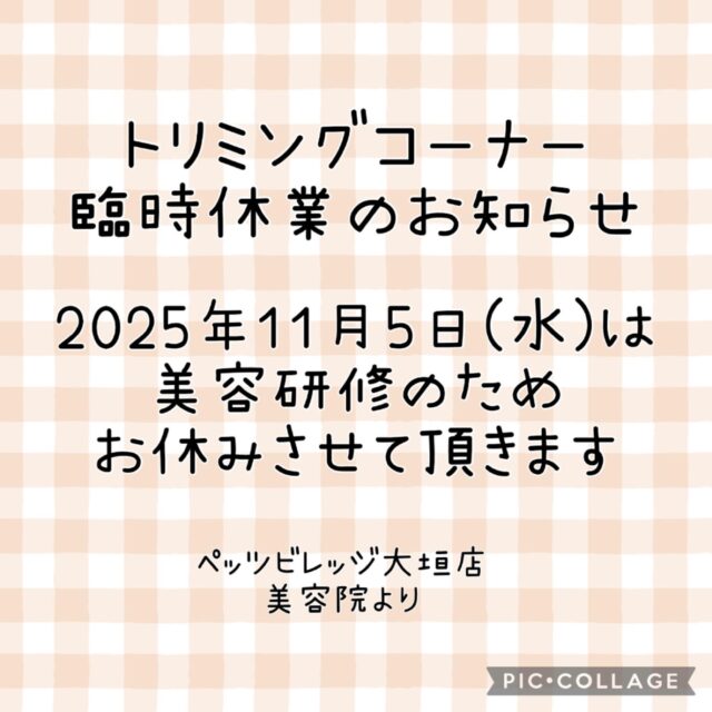 こんにちは。ペッツビレッジ大垣店です。
日頃より当店をご利用いただきありがとうございます。

トリミングコーナー臨時休業日のお知らせです。

2025年11月5日(水)は営業をお休みさせていただきます。
ご来店を予定されておりましたお客様にはご不便をおかけいたしますが、ご了承お願いいたします。

ペッツビレッジ大垣店　トリミングコーナーより

#ペッツビレッジ大垣店#ペッツビレッジ#アピタ大垣店#アクアウォーク大垣
