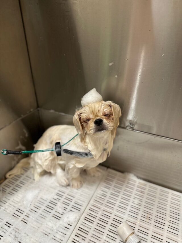 初めてご来店された初ちゃんです！
初めてのトリミングでしたがとてもお利口さんでびっくりしました🤭
もふもふで可愛かったです🥰💕

またのご来店をお待ちしております♪

#ペッツビレッジ大垣店 #ペキニーズ #子犬