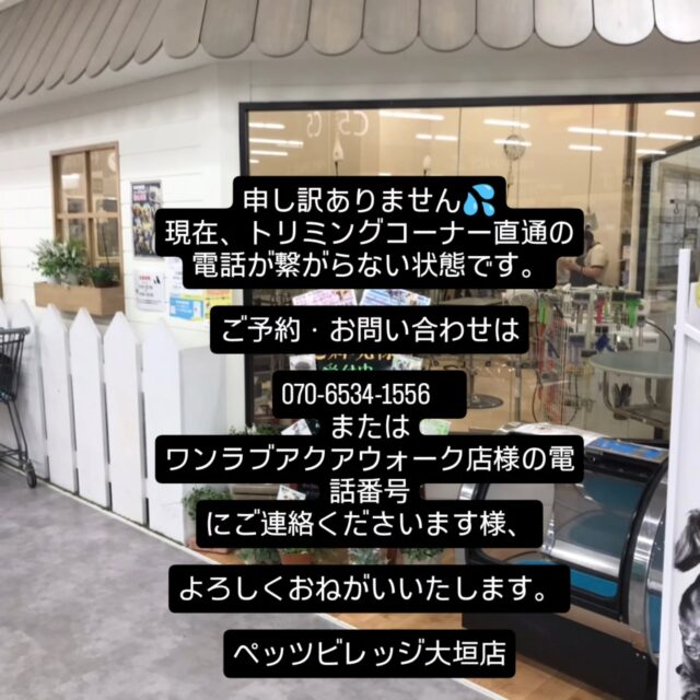 ご迷惑をおかけしております。
申し訳ありませんが、
現在、トリミングコーナー直通の電話が繋がらない状態です。

ご予約・お問い合わせは

070-6534-1556　
または
ワンラブアクアウォーク店様の電話番号

にご連絡くださいます様、

よろしくおねがいいたします。

ペッツビレッジ大垣店