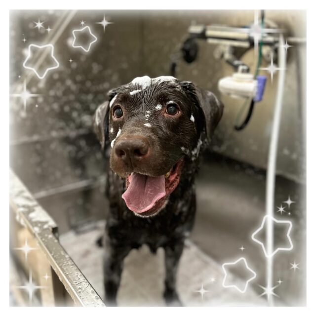 🐶
🫧レオくん🫧
今回も元気いっぱいのレオくんでした😆

お預かりからお迎えまでずっとシッポもお尻もフリフリしてくれて かわいかったです🍑

たくさん毛が抜けてスッキリしたね✨️

来月もお待ちしております🎶

 #ペッツビレッジ 
 #ペッツビレッジ大垣店 
 #トリミング 
 #ラブラドールレトリバー