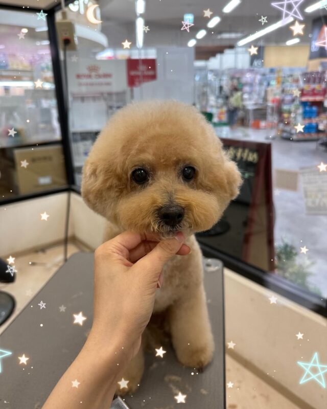 🫧マロンちゃん🫧

今月ももふもふになりました︎︎☁

パック後のハーブのお風呂も気持ちよさそうで目がとろん🌿‎🤍

トリミング終わりの写真も目がとろん💤

また来月もお待ちしております🎶

 #ペッツビレッジ 
 #ペッツビレッジ大垣店 
 #トリミングサロン 
 #ミックス犬