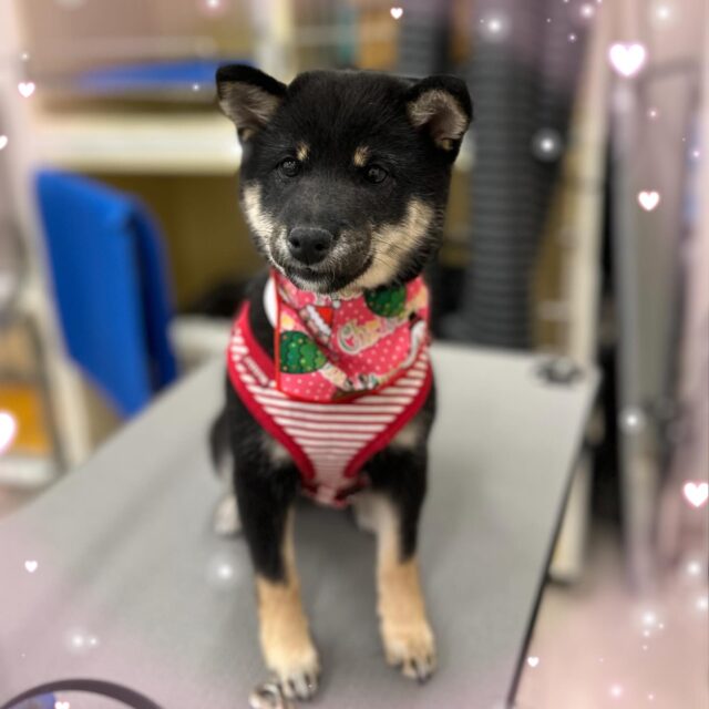 🐶
❤️ふくちゃん❤️
⁡
はじめてのシャンプーをしに来てくれました🙌
まだ生後4ヶ月ほどの子犬ちゃんです✨️
⁡
はじめての事ばかりで緊張していたふくちゃん💦
でも最後まで頑張ってくれました☺️
⁡
ありがとうございました🎶
⁡
 #ペッツビレッジ 
 #ペッツビレッジ大垣店 
 #トリミング 
 #柴犬パピー