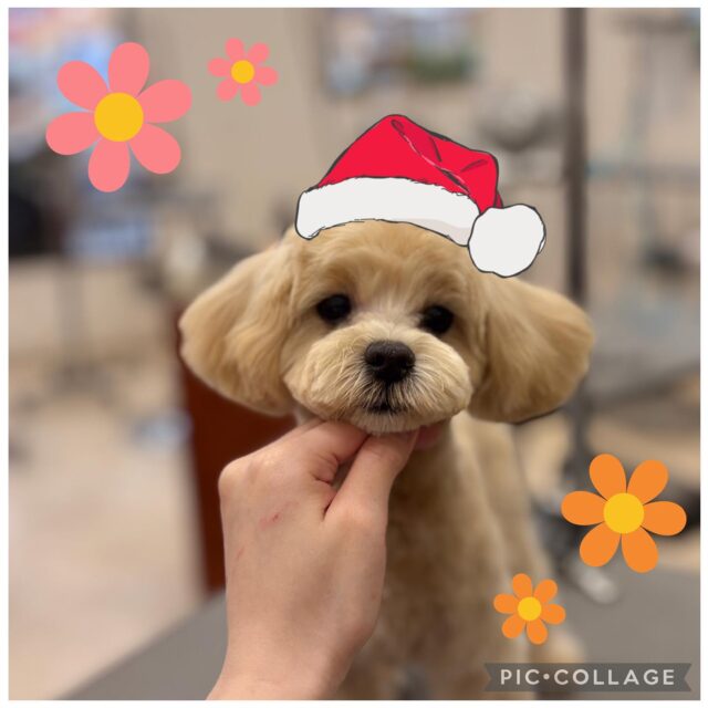 今回初めてご来店されたこむぎちゃんです✨
トリミング中とってもお利口さんでびっくりしました‼️😳
お腹も見せてくれてすごく可愛かったです🥰
またのご来店をお待ちしております！

#ペッツビレッジ大垣店 #犬 #かわいい #トリミング