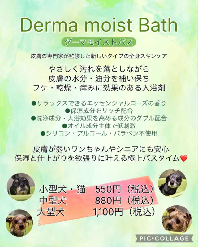 新たなオプションが追加されました！
🛁🌿 Derma Moist Bath（ダーマモイストバス） 🌿🛁
皮膚の専門家が監修した、新しいタイプの全身スキンケアバス✨

やさしく汚れを落としながら、
お肌の水分・油分をしっかり補い保湿。
フケ・乾燥・かゆみが気になる子にもおすすめの入浴剤です🐾

🌹 リラックスできるエッセンシャルローズの香り
💧 保湿成分をリッチに配合
🫧 洗浄＆入浴効果を高める成分をダブルで配合
🧴 オイル成分主体で低刺激
❌ シリコン・アルコール・パラベン不使用

皮膚が敏感な子やシニアの子にも安心。
“しっとり＆ふんわり”の仕上がりを叶える極上バスタイムをご提供します✨❤️

🐶 料金
・小型犬・猫　550円（税込）
・中型犬　　　880円（税込）
・大型犬　　　1,100円（税込）

―――――――――――――
ぜひ皆さんお試しください！