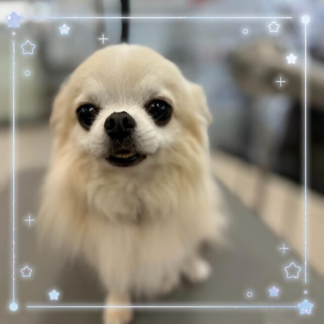 🐶
🫧ユルくん🫧
⁡
冬限定エステコースをしてくださいました🛁
いつもよりサラサラツヤツヤな仕上がりに✨️
⁡
苦手な爪切りも一緒に頑張ってくれました👏
⁡
来年もよろしくお願いします🎶
⁡
 #ペッツビレッジ 
 #ペッツビレッジ大垣店 
 #トリミング 
 #チワワ