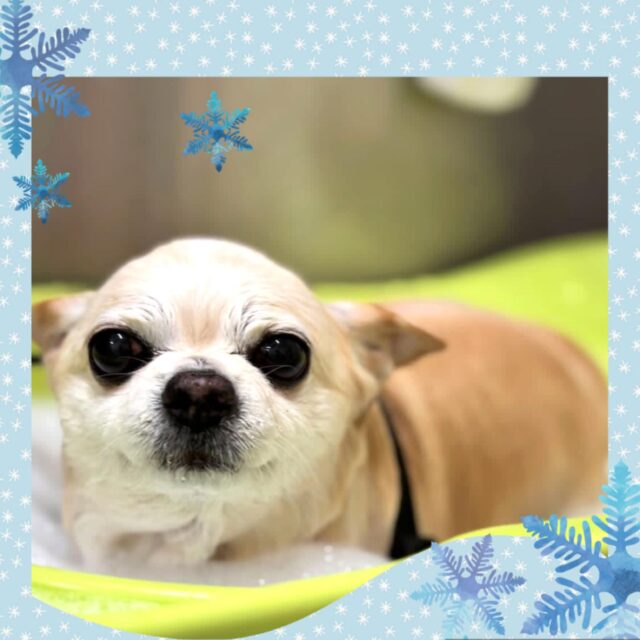 💛トラくん💛
うるおいスパコースをしてくださいました🙌🏻
炭酸のお風呂が気持ちよさうで目がとろん🤤
とても可愛かったです🥰

いつもありがとうございます⸜🌷︎⸝‍
次回もお待ちしております🙇‍♀️

 #ペッツビレッジ大垣店 
 #トリミングサロン
 #チワワ