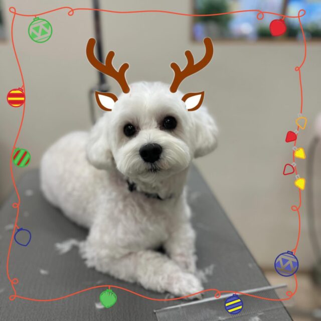 🐶
⛄️ポムくん⛄️
⁡
今回は冬限定エステコースを利用してくださいました☺️
ダーマモイストバス中気持ちよさそうなポムくん🛁🫧
⁡
トリミングが終わると ポムくんのおしゃべりタイム✨
今回も大きな口を開けて「ワン！ワン！」
お部屋の中でもアピールがすごい😆
⁡
いつもありがとうございます😊
来月もよろしくお願いします🎶
⁡
 #ペッツビレッジ 
 #ペッツビレッジ大垣店 
 #トリミング 
 #トリミングサロン