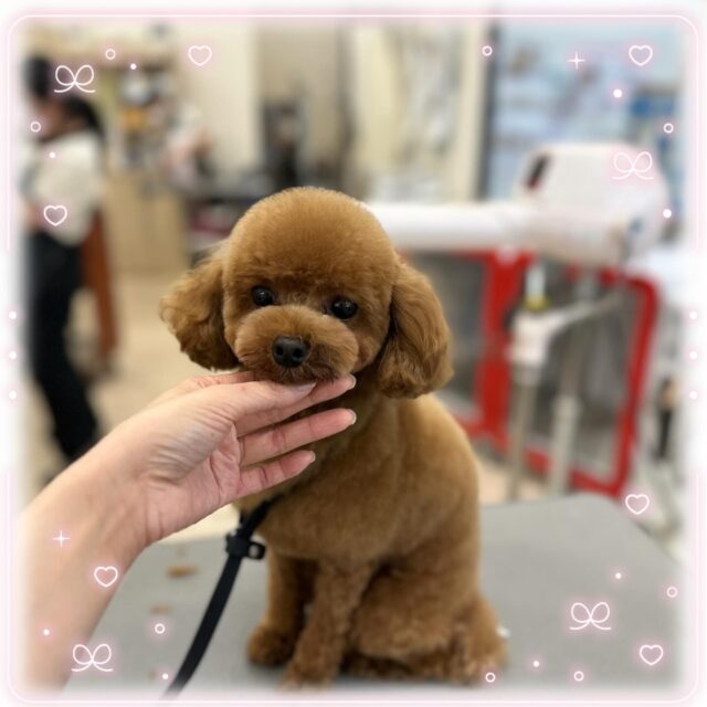 🐶
🍊みかんちゃん🍊
⁡
今回は泡パックコースをしてくださいました🫧
⁡
泡パック中はちょこんと座り泡まみれになってました🤭
ファーメイクのカシミヤシャンプーを使用したので いつもよりフワフワになりました🐑
⁡
最後の動画は小さなしっぽをフリフリしてるみかんちゃん❣️可愛かったです🤭
⁡
いつもありがとうございます☺️
⁡
 #ペッツビレッジ 
 #ペッツビレッジ大垣店 
 #トリミング 
 #トイプードル