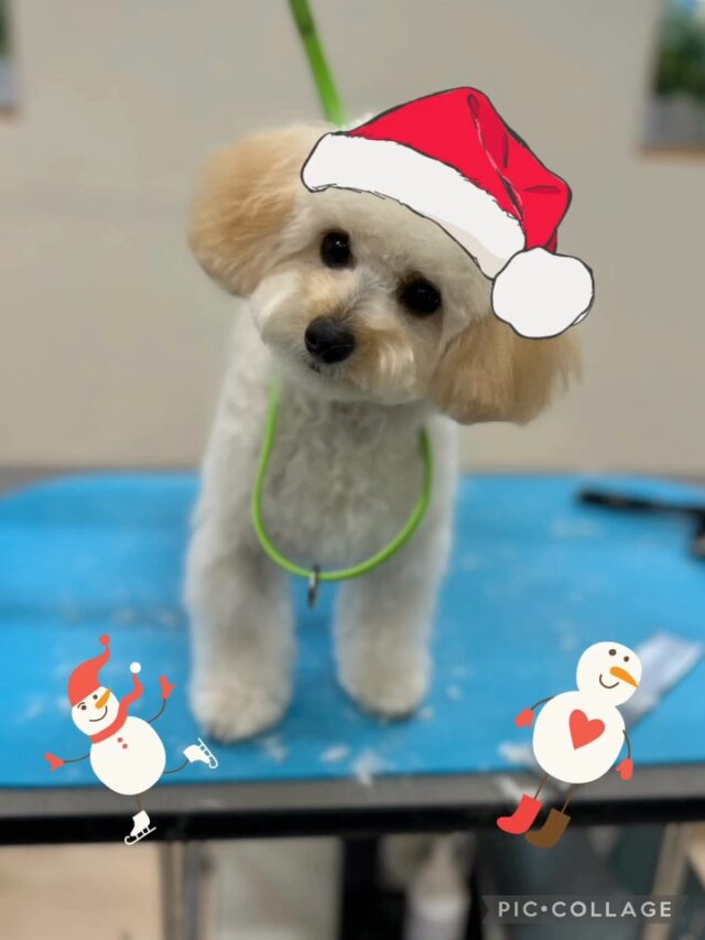 🤍るくちゃん🤍
初めてご来店されました♪
1枚目はカット後、2枚目はカット前です✂️🐶
最後の動画は風を食べてるるくちゃんです🌬️
とってもお利口さんで可愛かったです🥰

またのご来店をお待ちしております☺️

#ペッツビレッジ大垣店 #プードル #犬 #