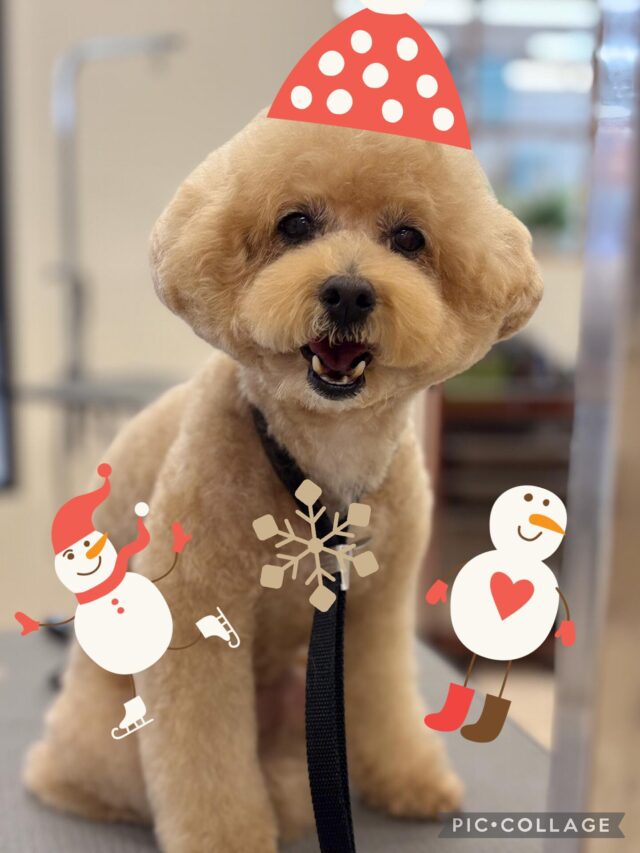 🌰マロンちゃん🌰

今回もハーブパックコースをご利用していただきました！
ハーブ湯に浸かって気持ちよさそうなマロンちゃん🌿🛀
とっても可愛かったです🥰

またのご来店をお待ちしております♪

#ペッツビレッジ大垣店 #プードル #ハーブ湯 #ハーブパック