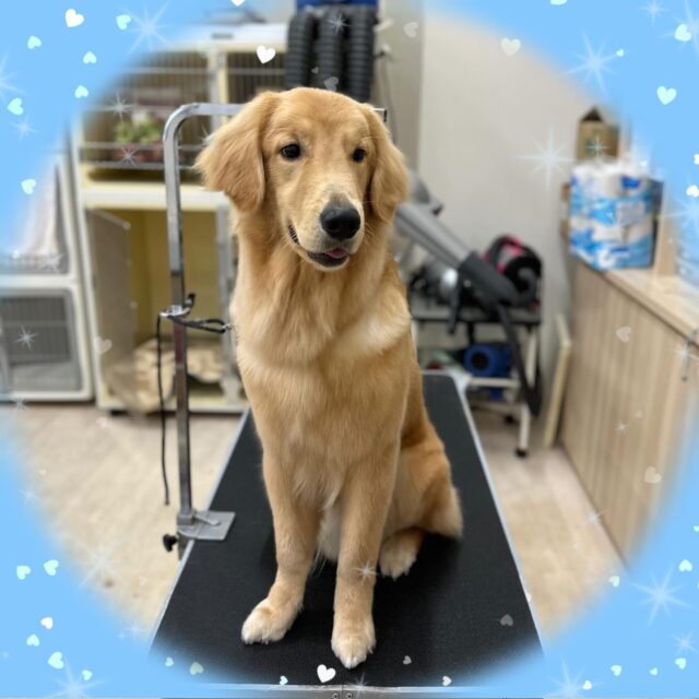 🐶
✨️ルークくん✨️
⁡
お店で初めてのシャンプーでした🧴
シャンプー中は気持ちよさそうにしていました🤗
仕上がりもサラサラに✨️
⁡ずっと楽しそうに尻尾を振ってくれて こちらも嬉しかった😆
ありがとうございました🎶
⁡
 #ペッツビレッジ大垣店 
  #ペッツビレッジ 
 #トリミング 
 #ゴールデンレトリバー