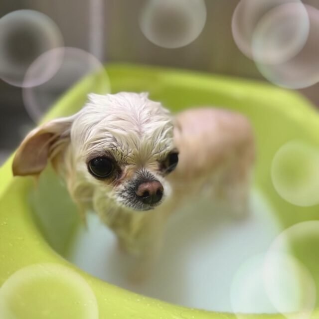 🐶
🫧めるちゃん🫧
✨️ときくん✨️
⁡
2人とも冬限定エステコースをしてくださいました🛁🫧
ダーマモイストバスに浸かり中は気持ちよさそうにしていました☺️
⁡
また来月もお待ちしております🎶
⁡
 #ペッツビレッジ 
 #ペッツビレッジ大垣店 
 #トリミング 
 #チワワ