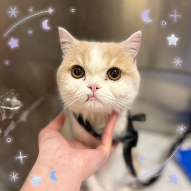 🐱
✨️ミルくん✨️
⁡
はじめましてのミルくん😊
シャンプー中は落ち着いてできました🙆‍♀️カメラ目線バッチリ👌✨️
ドライヤーはちょっと怖かったのか、スタッフにしがみついていました🤭
⁡
またお待ちしております🎶
⁡
 #ペッツビレッジ 
 #ペッツビレッジ大垣店 
 #トリミングサロン 
 #エキゾチック