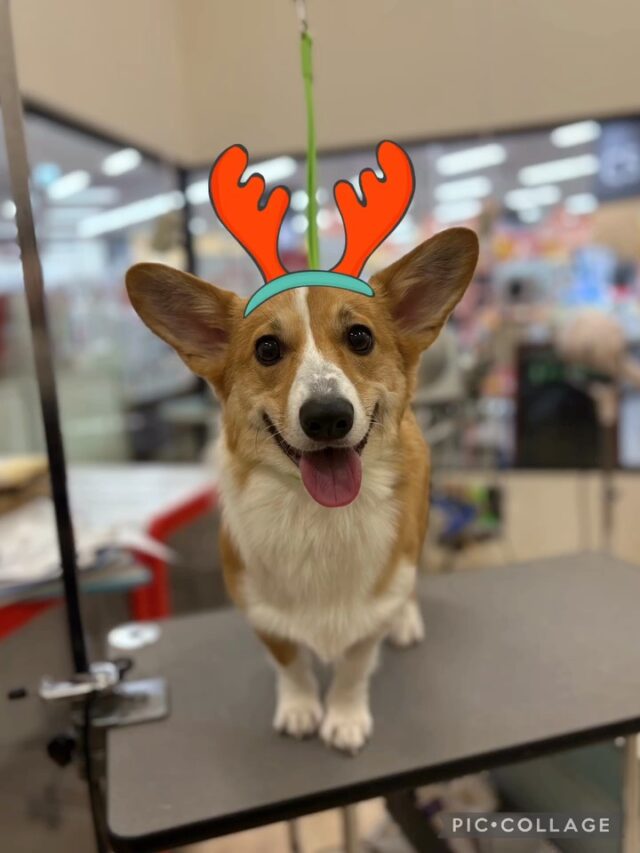 🍞ちくわちゃん🍞
とっても頑張ってくれました♪
毛もサラサラになってお尻がソフトパンみたいになって可愛いですね😍

またのご来店をお待ちしております☺️
#ペッツビレッジ大垣店 #犬 #コーギー