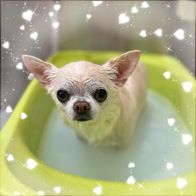 🐶
🫧ふう太くん🫧
⁡
ダーマモイスト中のふう太くん🛀
いつもよりスベスベになったね💕︎
⁡
最後の写真はトリミング終わりのふう太くん🤭
座り方がかわゆい😆
⁡
お迎えの時にクリスマスケーキも一緒にお渡ししました🎂
ケーキに釘付けのふう太くん面白かったです😂

来年もよろしくお願いします✨

 #ペッツビレッジ 
 #ペッツビレッジ大垣店 
 #トリミング 
 #トリミングサロン 
 #チワワ
