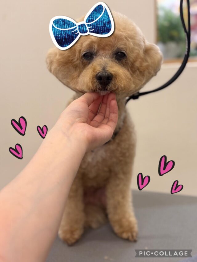 🌰マロンちゃん🌰
本日もハーブパックコースをご利用していただきました！
眠そうなマロンちゃん🥱💤
今日も可愛くて癒されました☺️
またのご来店をお待ちしております♪

#ペッツビレッジ大垣店 #プードル #犬