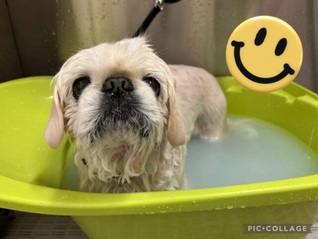 ペキニーズのベッキーちゃん⭐️
脂性肌なのでオゾン水でしっかりシャンプー、最後はモイストバスの温浴で保湿🩵✨
あったかいね🥰お肌さらさらに仕上がりました😊

カサカサ、ベタベタが気になる子、保湿効果のある温浴「モイストバス」オススメです👍

#ペキニーズ
#アピタ大垣店
#モイストバス 
#保湿が大事 
#オゾン水