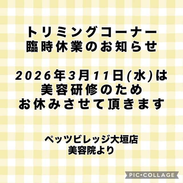 こんにちは。ペッツビレッジ大垣店です。
日頃より当店をご利用いただきありがとうございます。

トリミングコーナー臨時休業日のお知らせです。

2026年3月11日(水)は営業をお休みさせていただきます。
ご来店を予定されておりましたお客様にはご不便をおかけいたしますが、ご了承お願いいたします。

ペッツビレッジ大垣店　トリミングコーナーより

#ペッツビレッジ大垣店#ペッツビレッジ#アピタ大垣店#アクアウォーク大垣