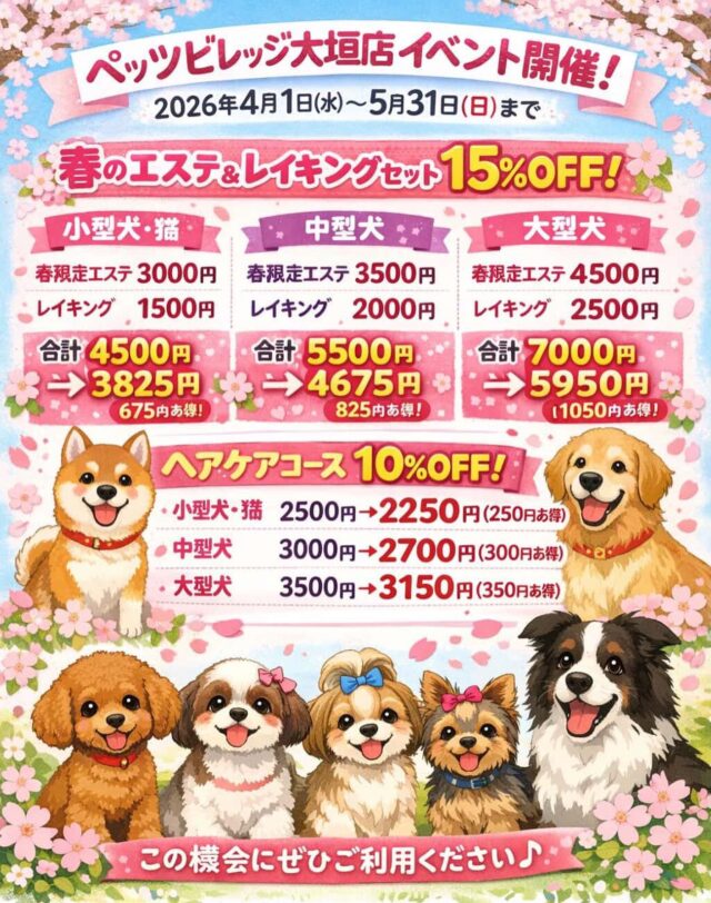 春限定の特別コースが登場！
抜け毛対策にぴったりの「レイキング」と
ふんわり仕上がる「エステ」がセットでお得💗

さらに！
人気のヘアケアコースも今だけ10％OFF✨

この季節のお手入れで
スッキリ＆さらふわにしませんか？🌷

#ペッツビレッジ大垣店トリミング室