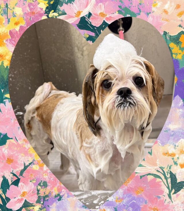 シャンプー中の幸丸ちゃんです🫧
もこもこ泡で気持ちよさそうでした🥰
これからカット頑張ろうね💪✨
#ペッツビレッジ大垣店トリミング室 #アクアウォーク大垣 #トリミングサロン